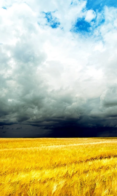 Nuvens de tempestade dramáticas sobre campos dourados