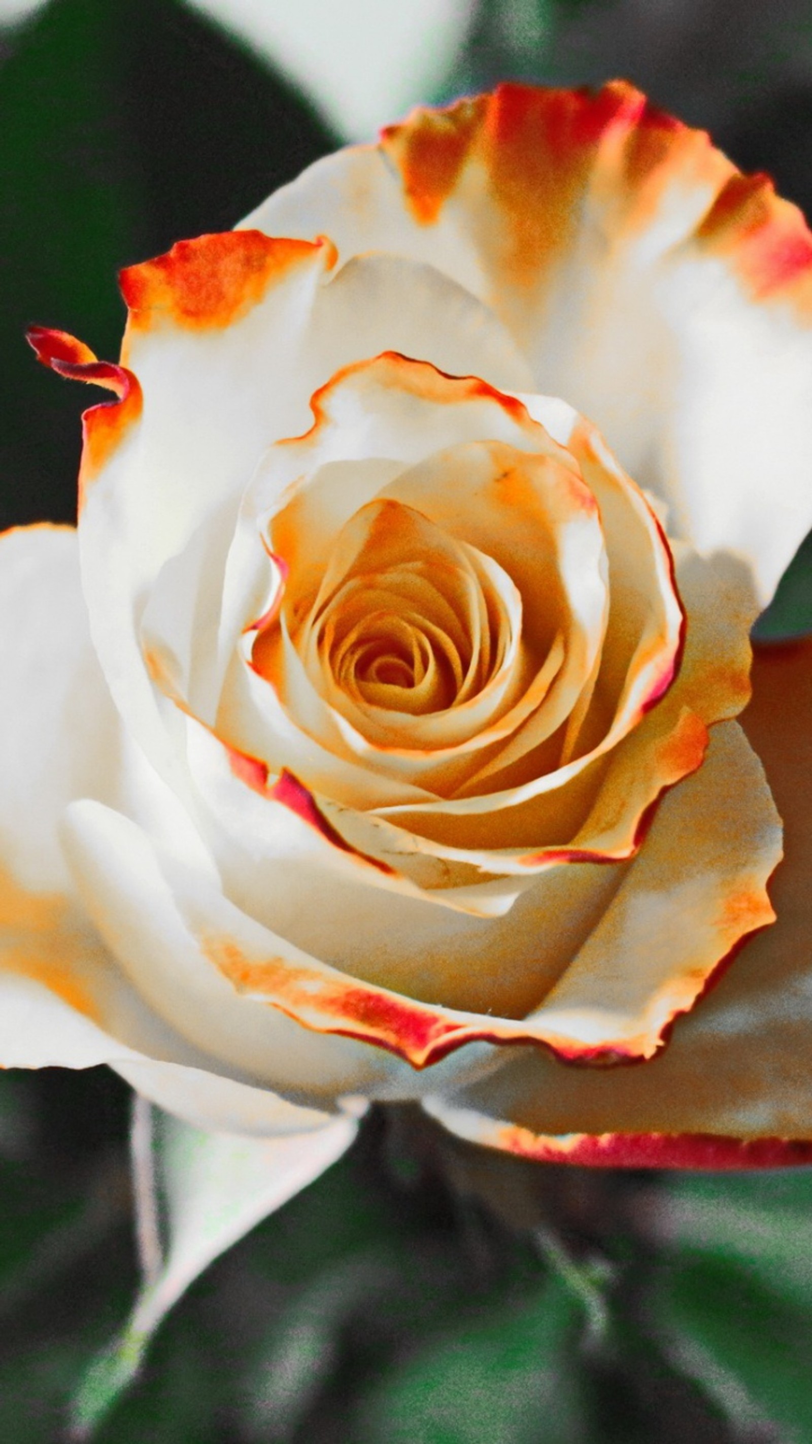 Eine weiße rose mit orangefarbenen flecken (rose, weiß)