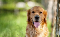 Filhote de Golden Retriever em um ambiente natural