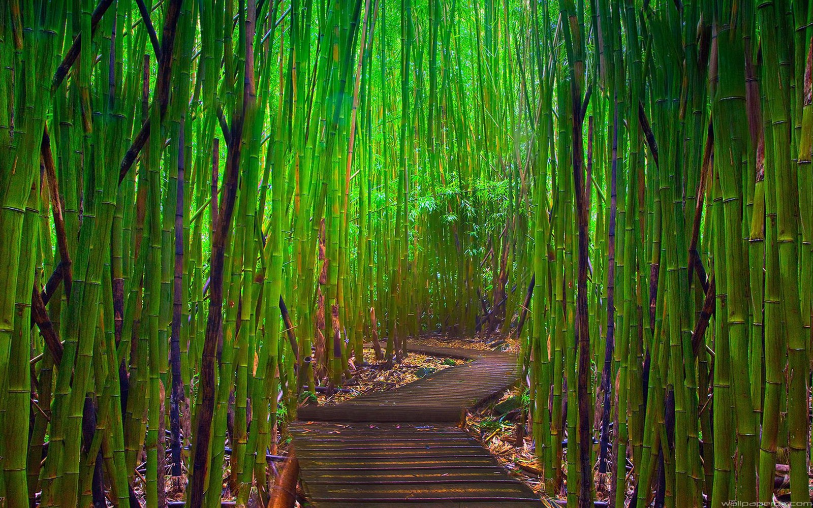 Primer plano de un camino en un bosque de bambú con un camino de madera. (bambú, verde, naturaleza, árbol, vegetación)