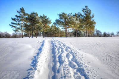 Paisaje invernal tranquilo con camino cubierto de nieve y árboles helados