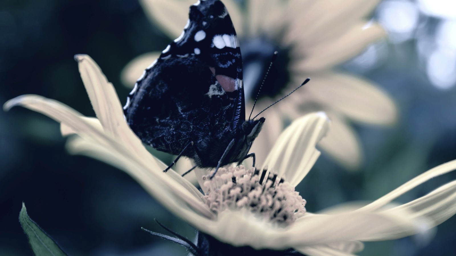 Un papillon est assis sur une fleur (papillon, insecte, lépidoptères, fleur, plante)