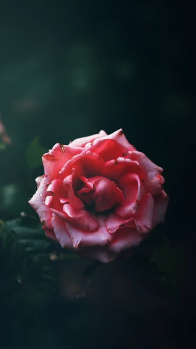 rosas de jardim, família das rosas, rosa de repolho, pétala, planta