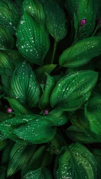 Close-up de folhas verdes exuberantes com orvalho e delicados botões de flores