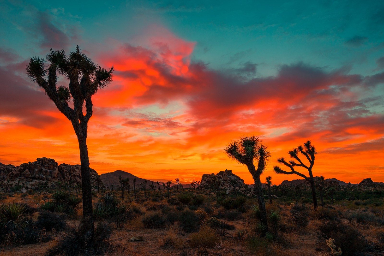 joshua tree national park, joshua tree, sunset, macaron, park wallpaper