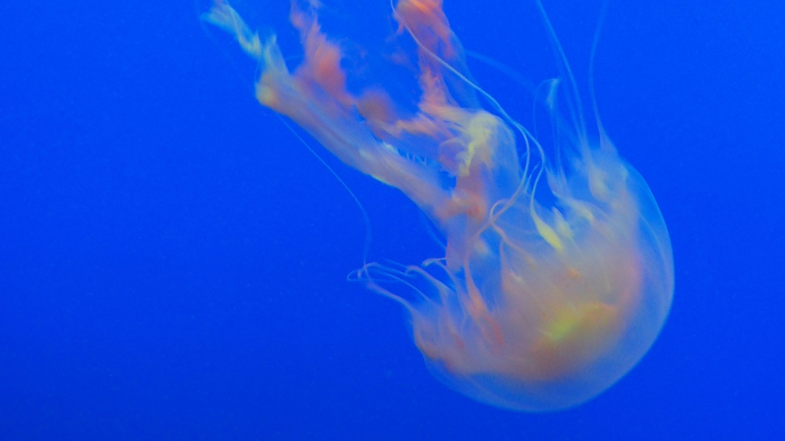 Medusas en el agua con un fondo azul (medusa, azul, cnidarios, invertebrados marinos, biología marina)