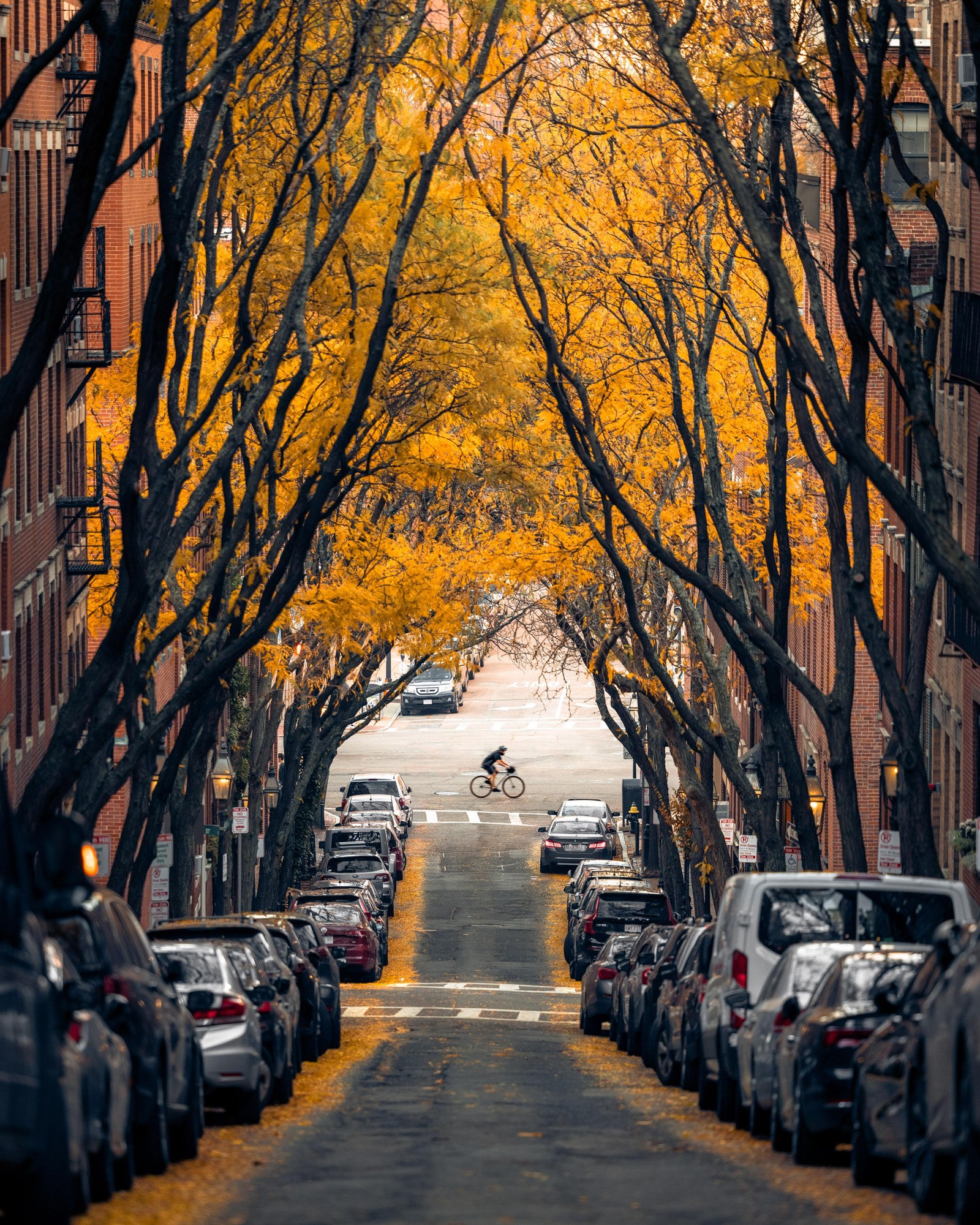 Carros estacionados ao lado de uma rua com árvores ao longo da rua (árvore, boston, carros, planta, pneu)