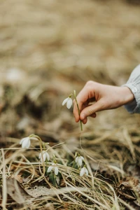 Fleurs délicates de perce-neige doucement tenues par une main au milieu de l'herbe sèche, signalant l'arrivée du printemps.