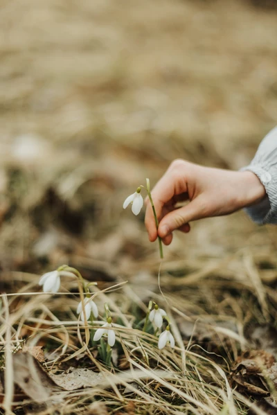 Flores delicadas de floco de neve gentilmente seguradas por uma mão em meio à grama seca, sinalizando a chegada da primavera.