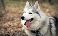 husky siberiano, malamute do alasca, filhote, husky, cachorro