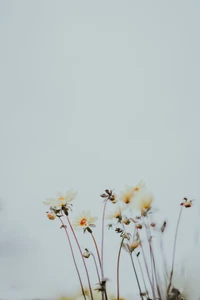 Flores silvestres brancas delicadas contra um céu suave