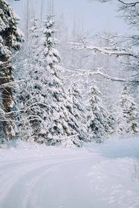 Snow-Covered Road Through a Winter Forest