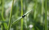 insecte, plante, famille des graminées, eau, tige de plante