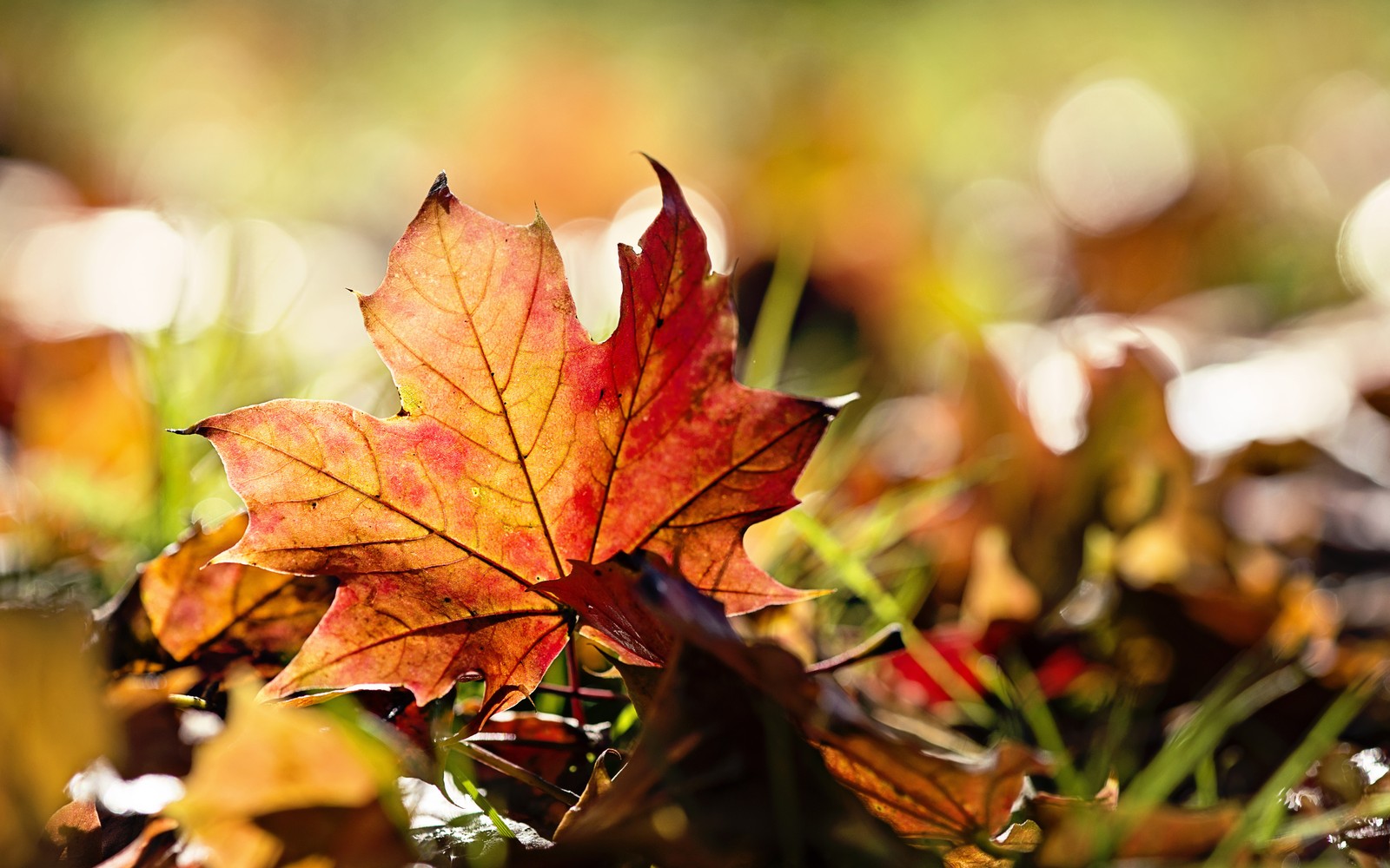 Un gros plan d'une feuille reposant au sol dans l'herbe (automne, feuille, feuille dérable, plante, à feuilles caduques)