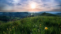 Pradera soleada con flores silvestres bajo un cielo matutino