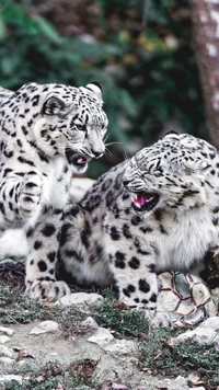 Two snow leopards interacting playfully in their natural environment, showcasing their distinct spotted fur and expressive features.