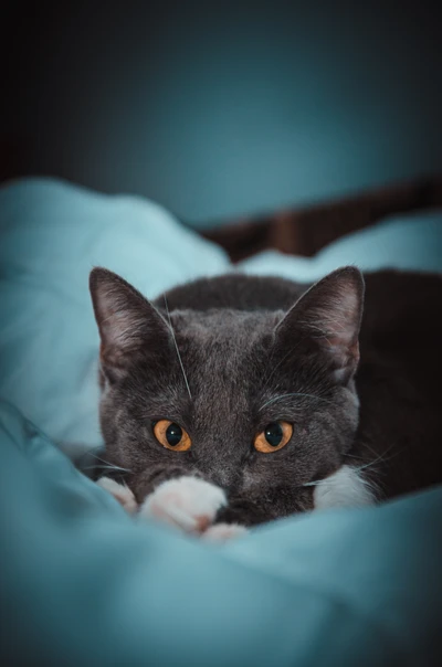 Um sereno gato azul russo com olhos laranja marcantes, descansando confortavelmente em uma cama macia.