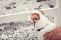 Un perro esponjoso con un pelaje marrón rojizo y blanco mira pensativamente hacia el paisaje nevado, rodeado de un sereno entorno invernal.