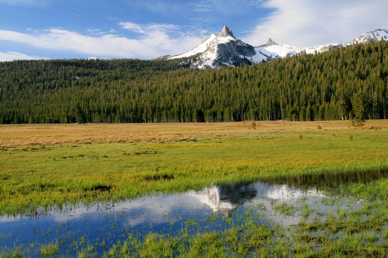 Арафированные жирафы на лугу с горой на заднем плане (долина йосемити, yosemite valley, парк, природа, луг)