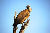 Urubu majestoso empoleirado em um galho contra um céu limpo