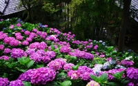 Hortênsias francesas vibrantes em flor em um jardim botânico