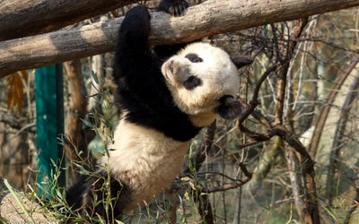 Panda gigante brincalhão subindo em uma árvore