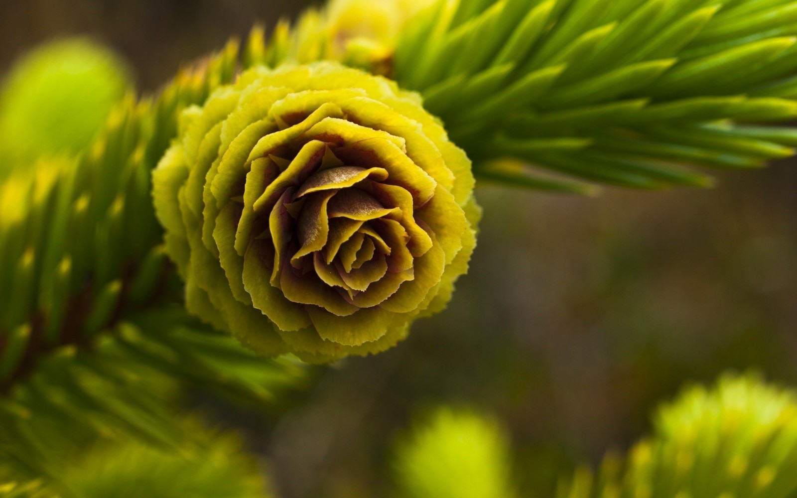 Close-up de um pinheiro com um pinhão verde (amarelo, verde, árvore, pétala, natureza)