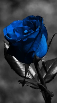 Eine auffällige blaue Rose vor einem monochromen Hintergrund, die Einzigartigkeit und Schönheit symbolisiert.