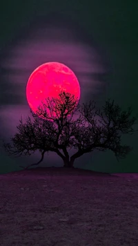 Vibrant Full Moon Silhouetted by a Bare Tree