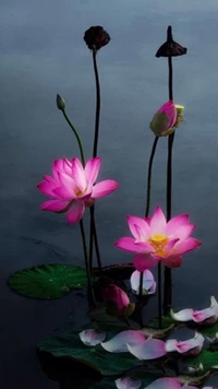 Vibrant Lotus Blossoms Amidst Tranquil Waters