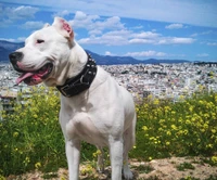 Majestuoso Dogo Argentino en un paisaje escénico