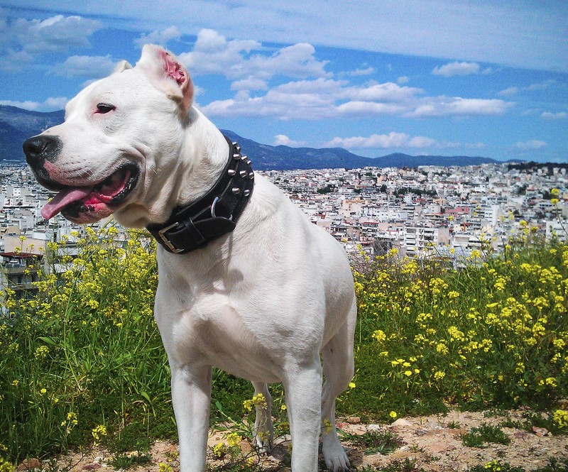 Белая собака стоит на холме с городом на заднем плане (собака, dogo argentino, пейзаж, любовь, сильный)