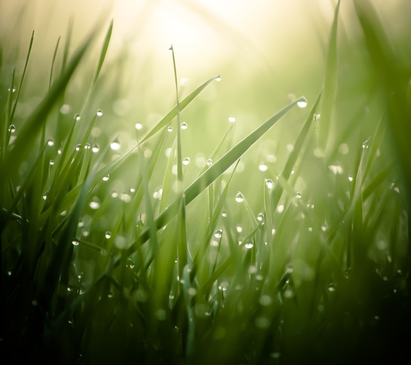 Eine nahaufnahme von gras, das mit wassertropfen bedeckt ist (morgen, natur)