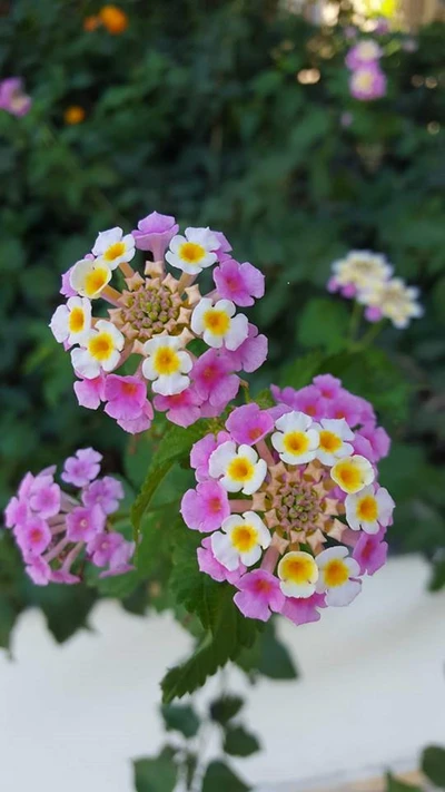 Flores vibrantes rosa e brancas em um jardim de Chipre