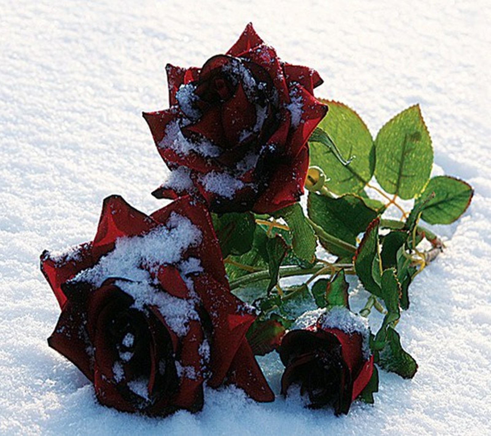 There are three roses that are laying in the snow (red, roses)