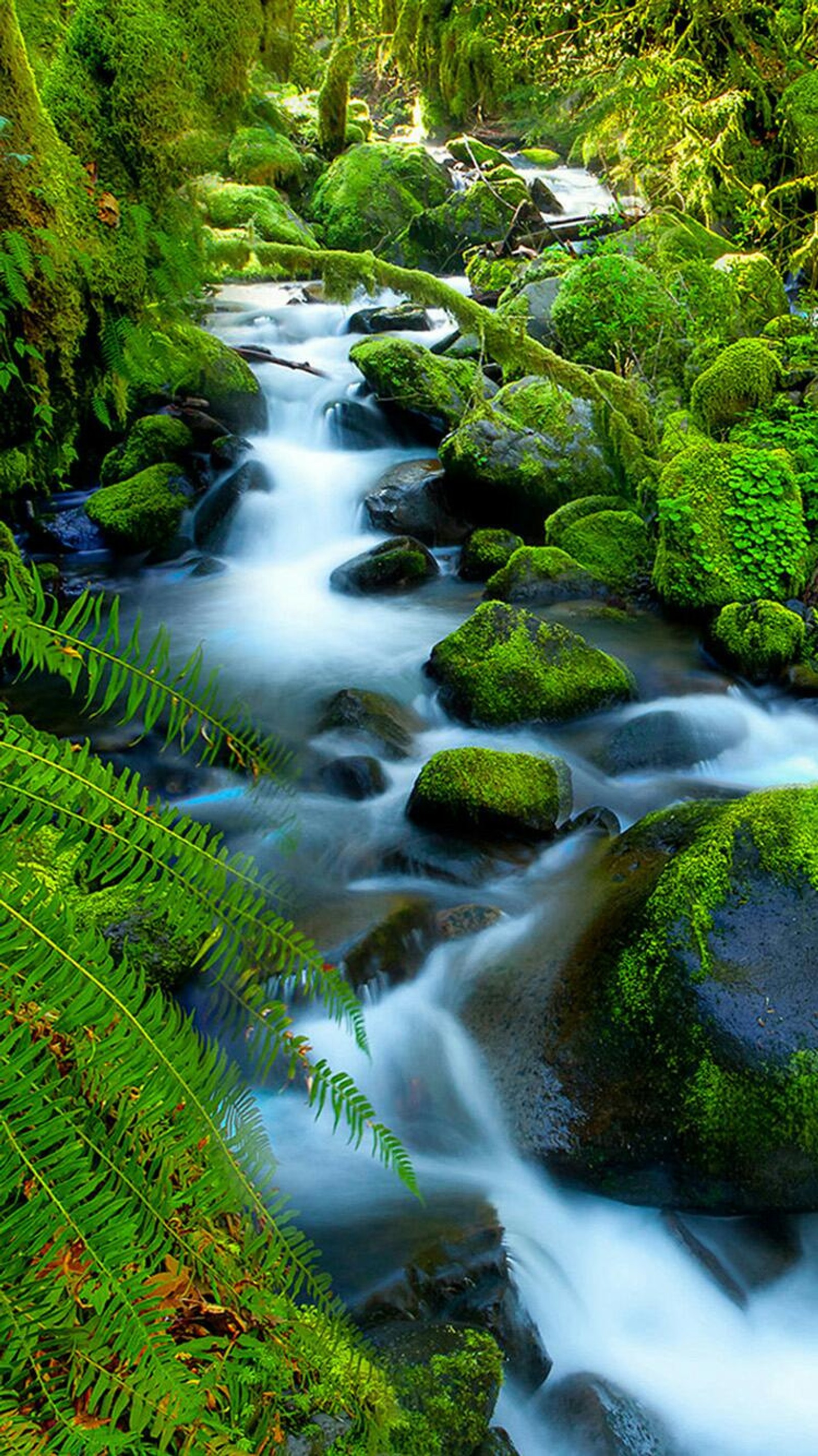 Arafed stream in a lush green forest with rocks and ferns (naturaleza, paisajes, wallpaper)