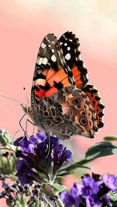 Lebendige Schmetterling, der auf lila Blumen ruht