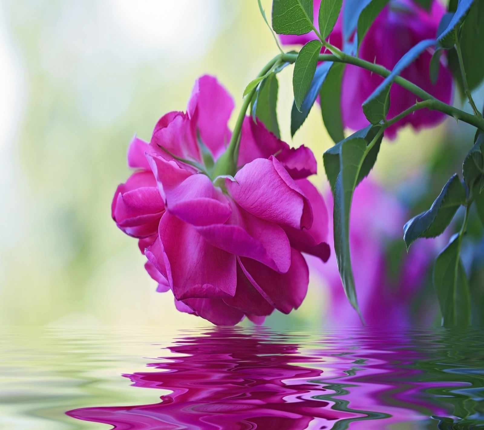 beautiful, flowers wallpaper