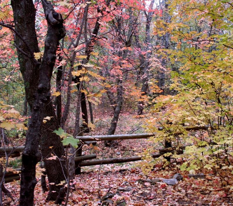 Деревья с листьями в лесу с опавшими листьями (осенняя листвa, maples, нм, nm)