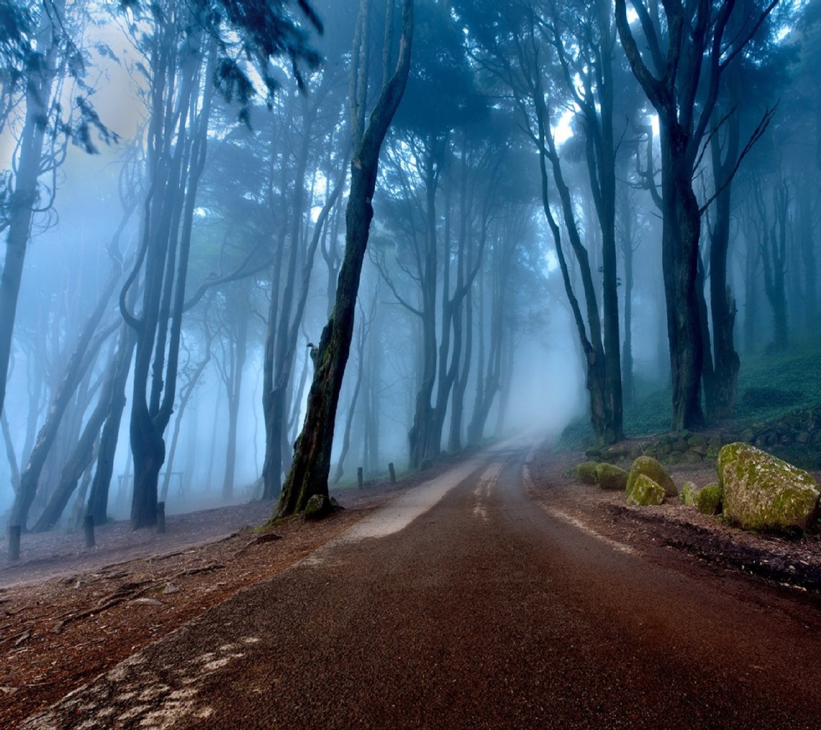 Arafed road in the middle of a forest with fog (nature)