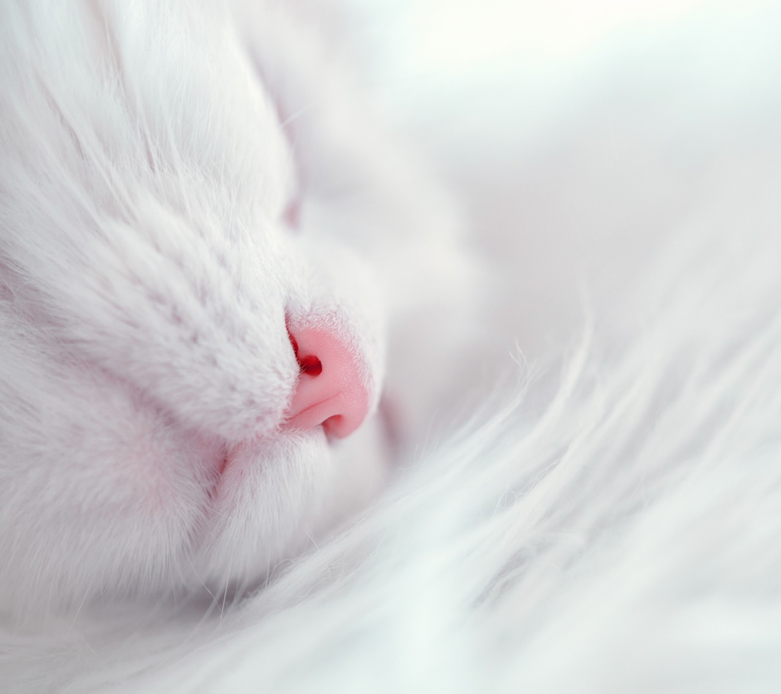 Un chat blanc dort sur une couverture blanche (chat, nez, sommeil, blanc)