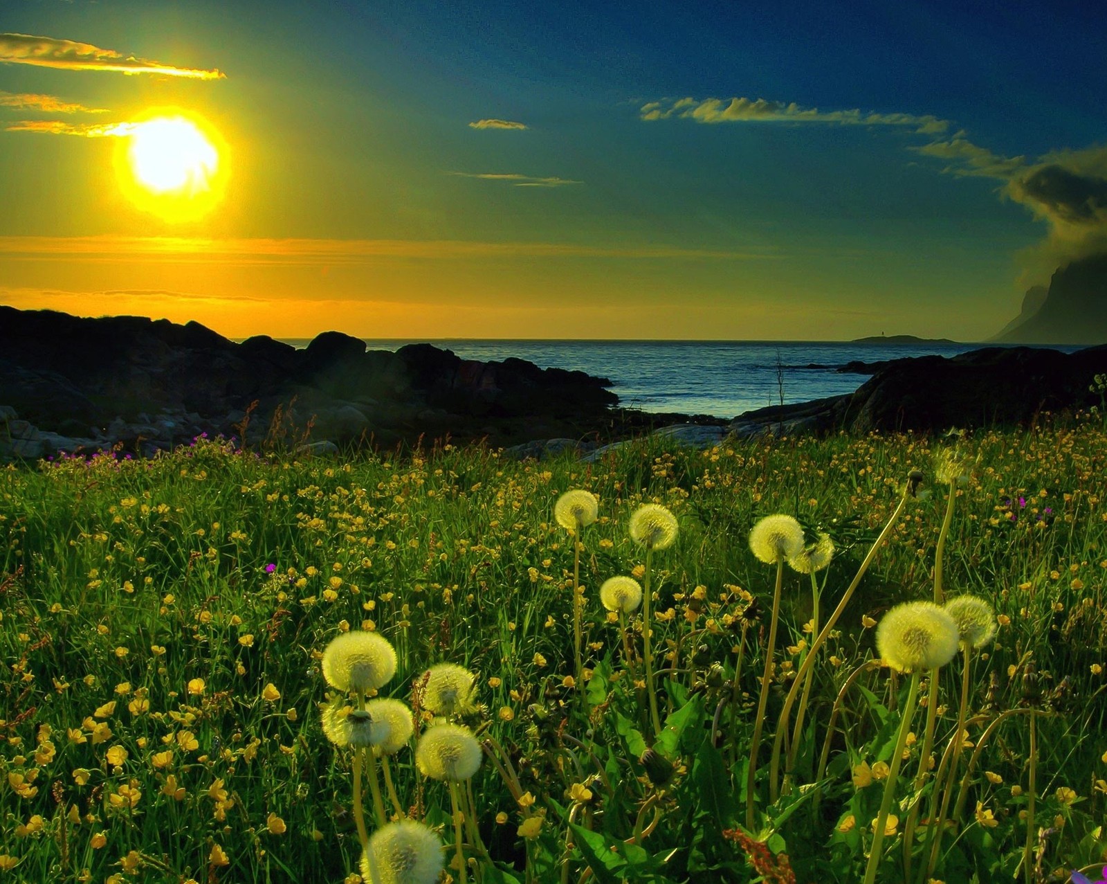 dandelions, field, nature, sea wallpaper