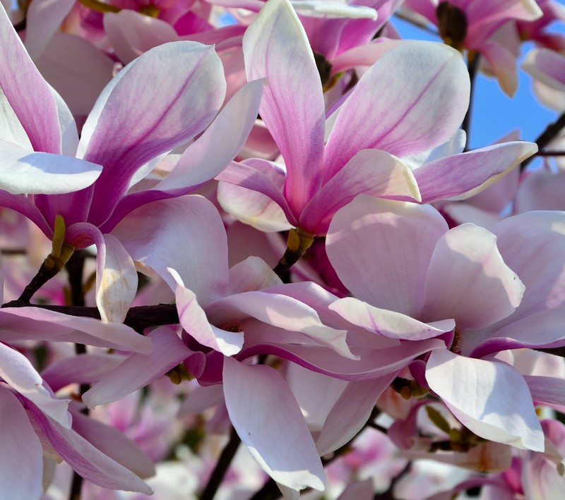 Un primer plano de un ramo de flores en un árbol (flores)