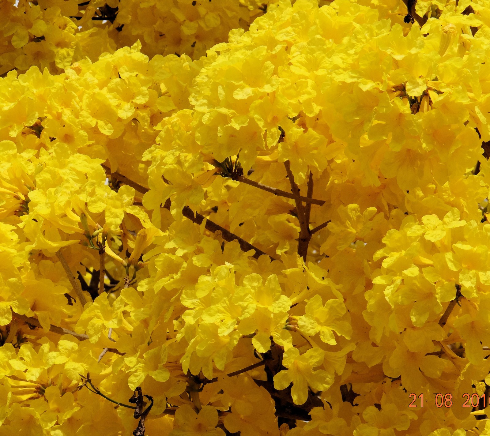 Flores amarelas florescendo ao sol em um dia ensolarado (abebuia chrysantha, flores, ipe, amarelo)