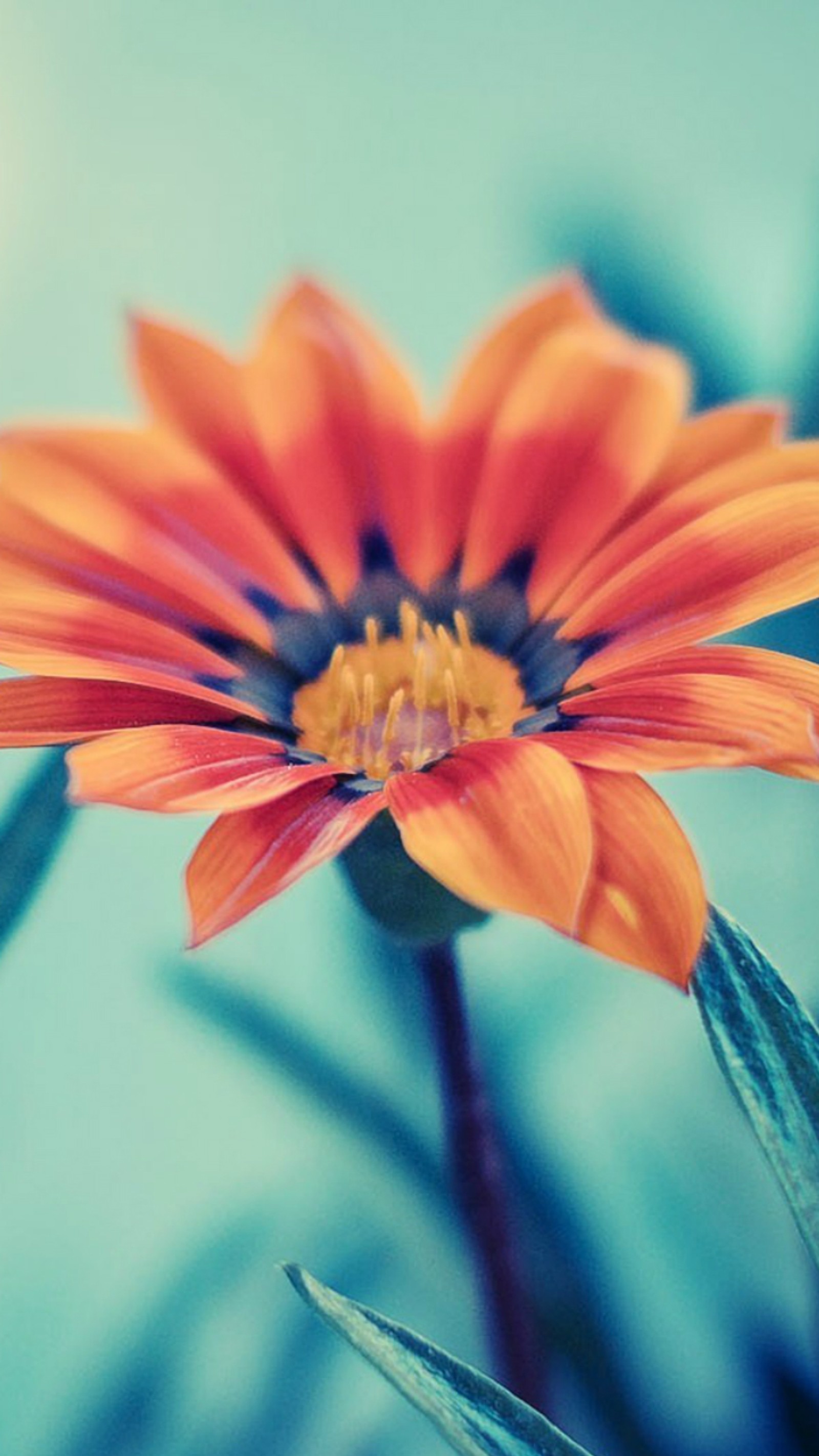 Un primer plano de una flor con un fondo azul (colores, disfruta, hermosa, rosa)