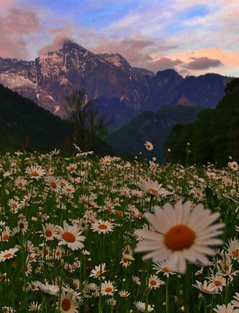 Il y a un champ de marguerites devant une chaîne de montagnes (marguerite, montagne)