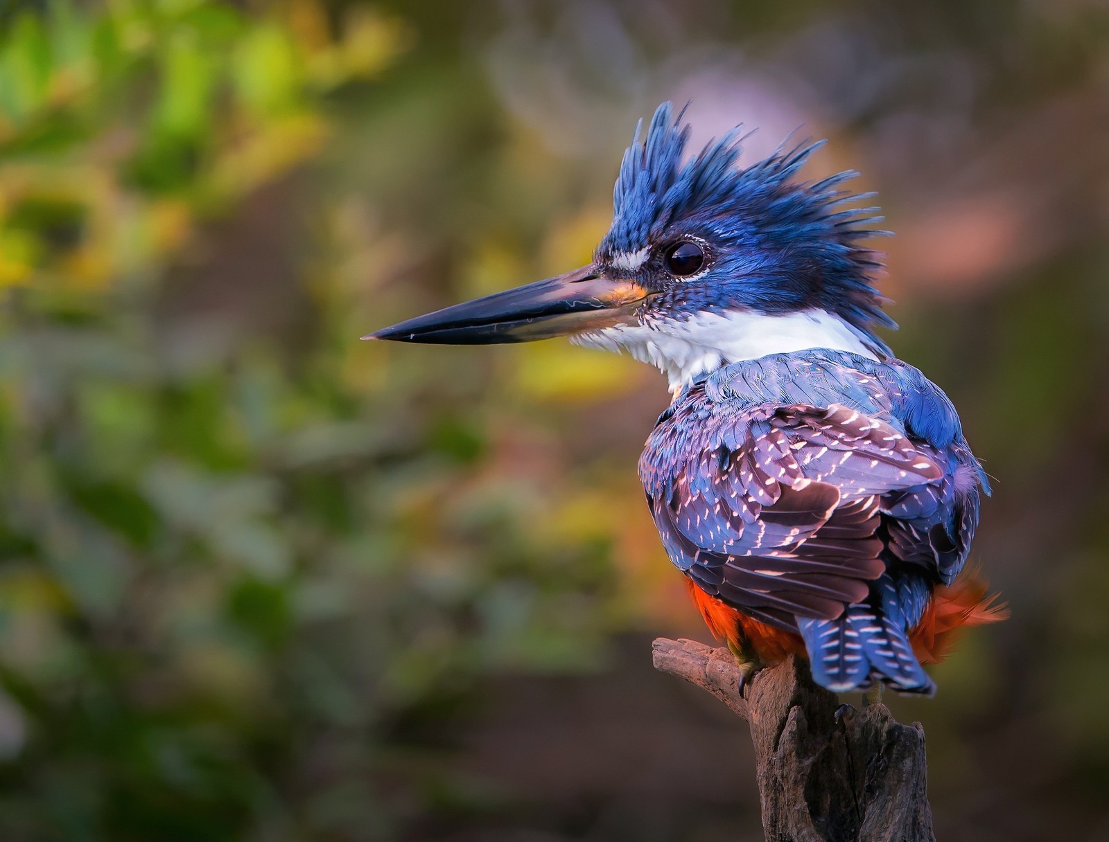 Un pájaro con plumas azules sentado en una rama en el bosque (martinete, pico, ave, vida silvestre, coraciiformes)