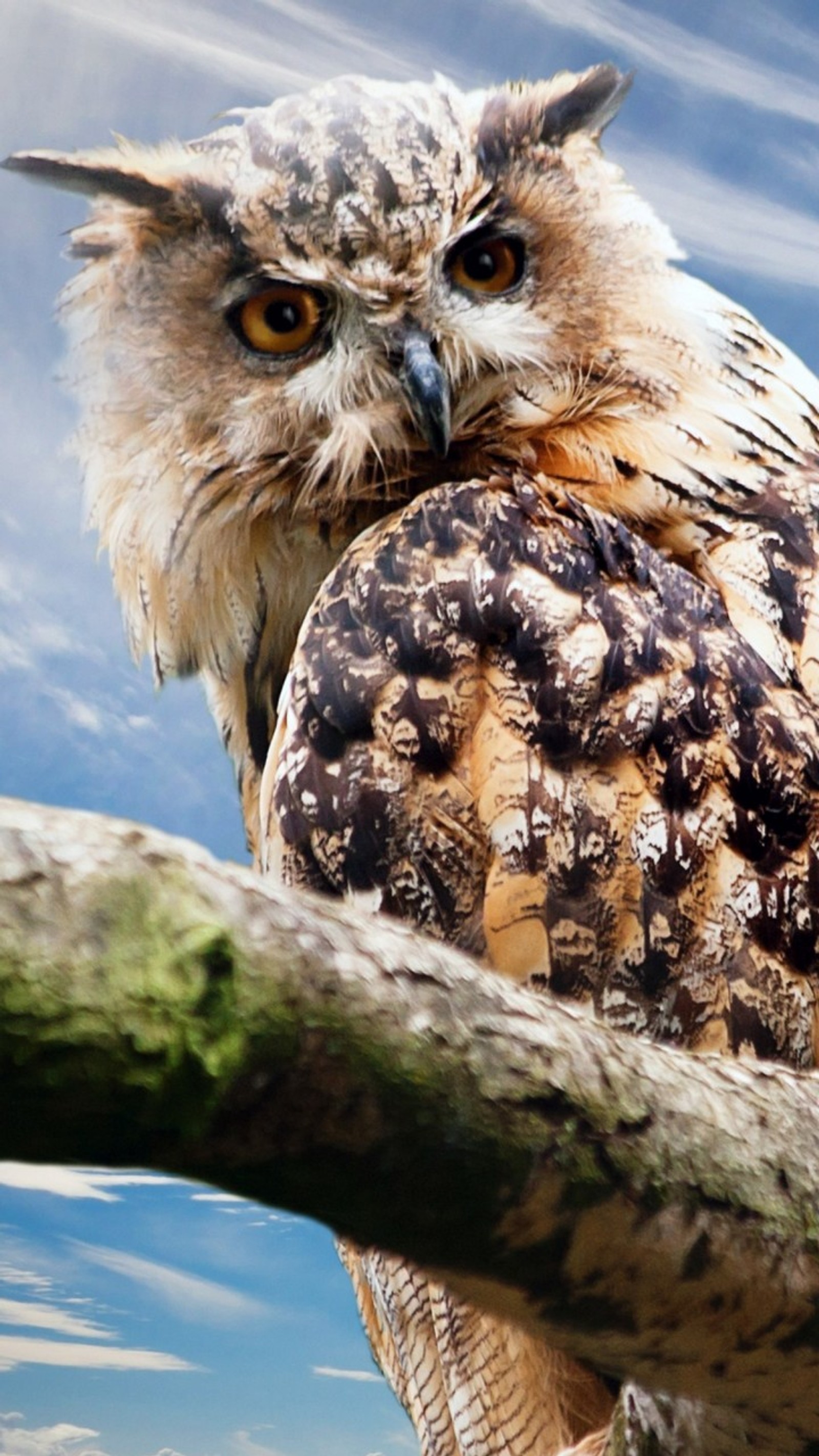 There is a owl sitting on a branch with a cloudy sky in the background (bird, owl)