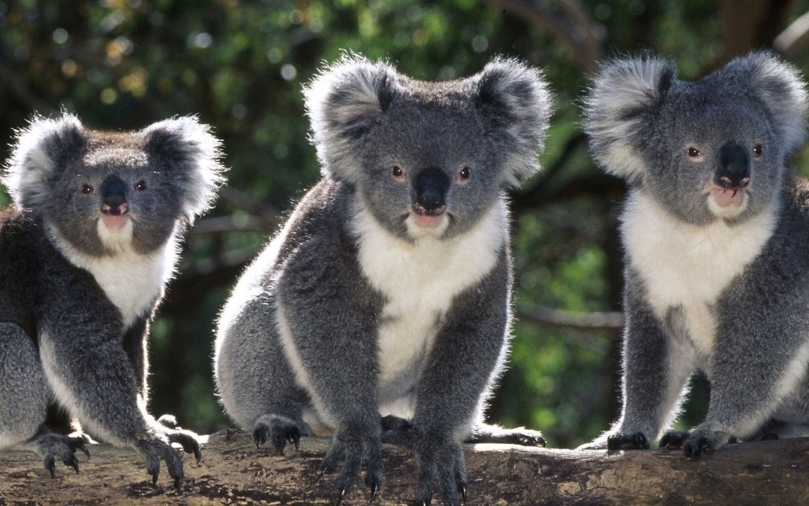 Três coalas sentados em um tronco em uma floresta (coala, animal terrestre, fauna, marsupial, focinho)