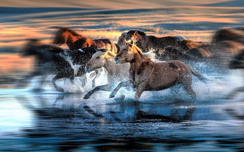 Лошади бегут по воде на закате на фоне неба (мустанг, mustang, дикая природа, лошадь, лошадь мустанг)